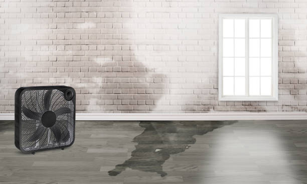 Best Flood damage cleanup  in , AL